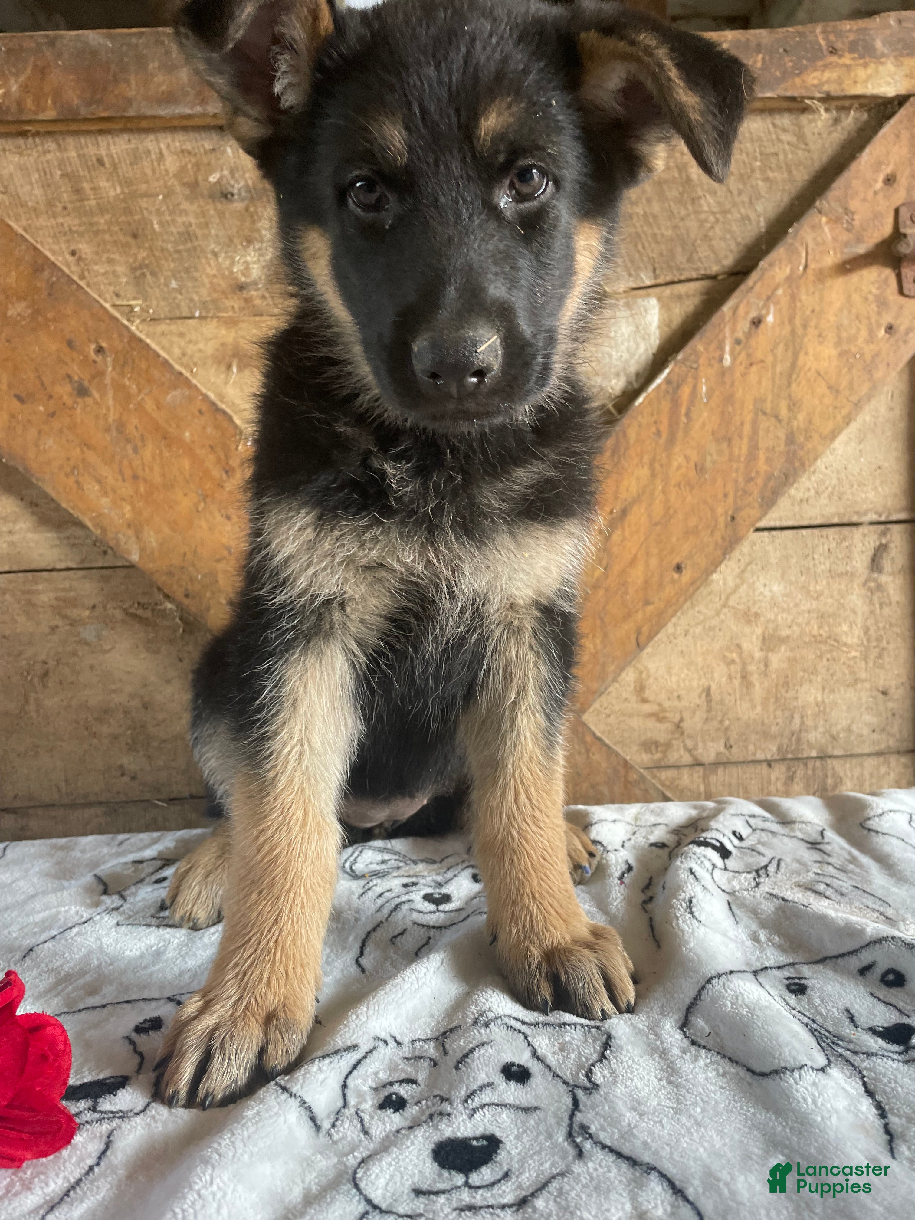 German Shepherd dogs for sale: Freida - Ad 1