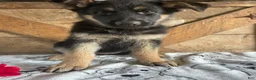 German Shepherd dogs for sale: Freida - Ad 1