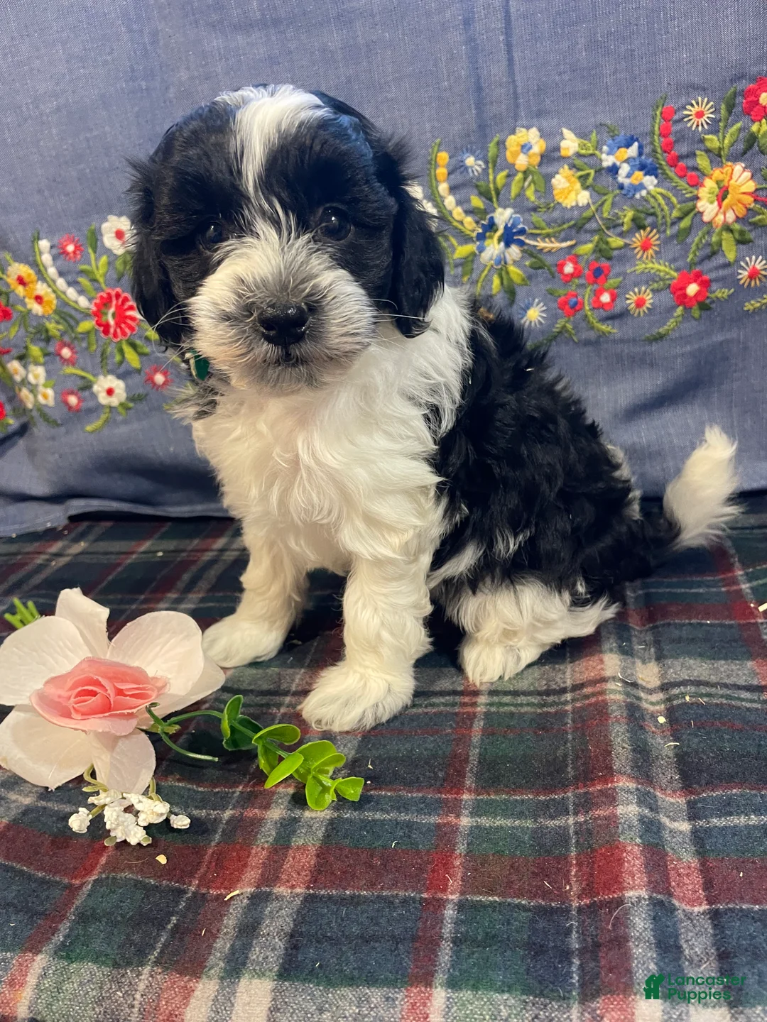 Havapoo dogs for sale: Blaze - Ad 4