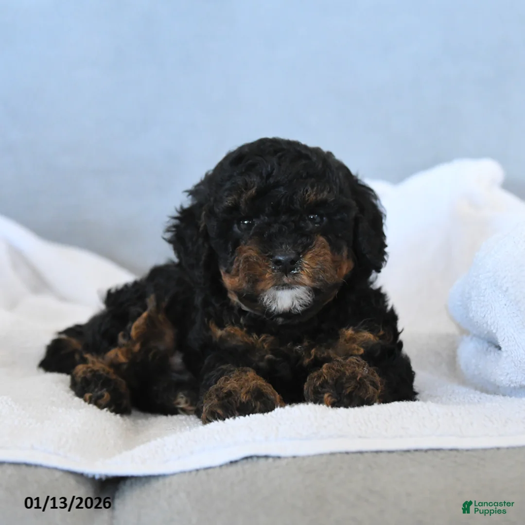 Toy Poodle dogs for sale: Coke - Ad 3