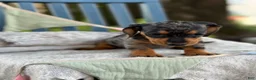 Miniature Dachshund dogs for sale: Tucker - Ad 12