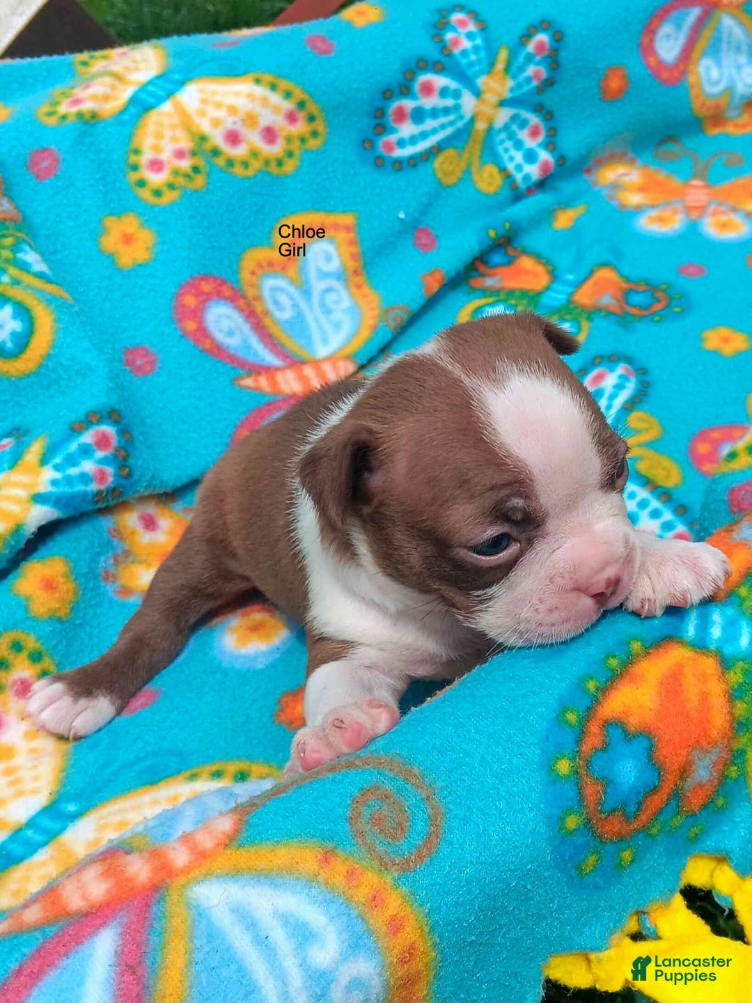 Boston Terrier dogs for sale: Chloe - Ad 1