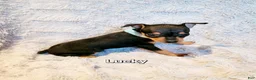 Miniature Pinscher dogs for sale: Lucky  - Ad 2