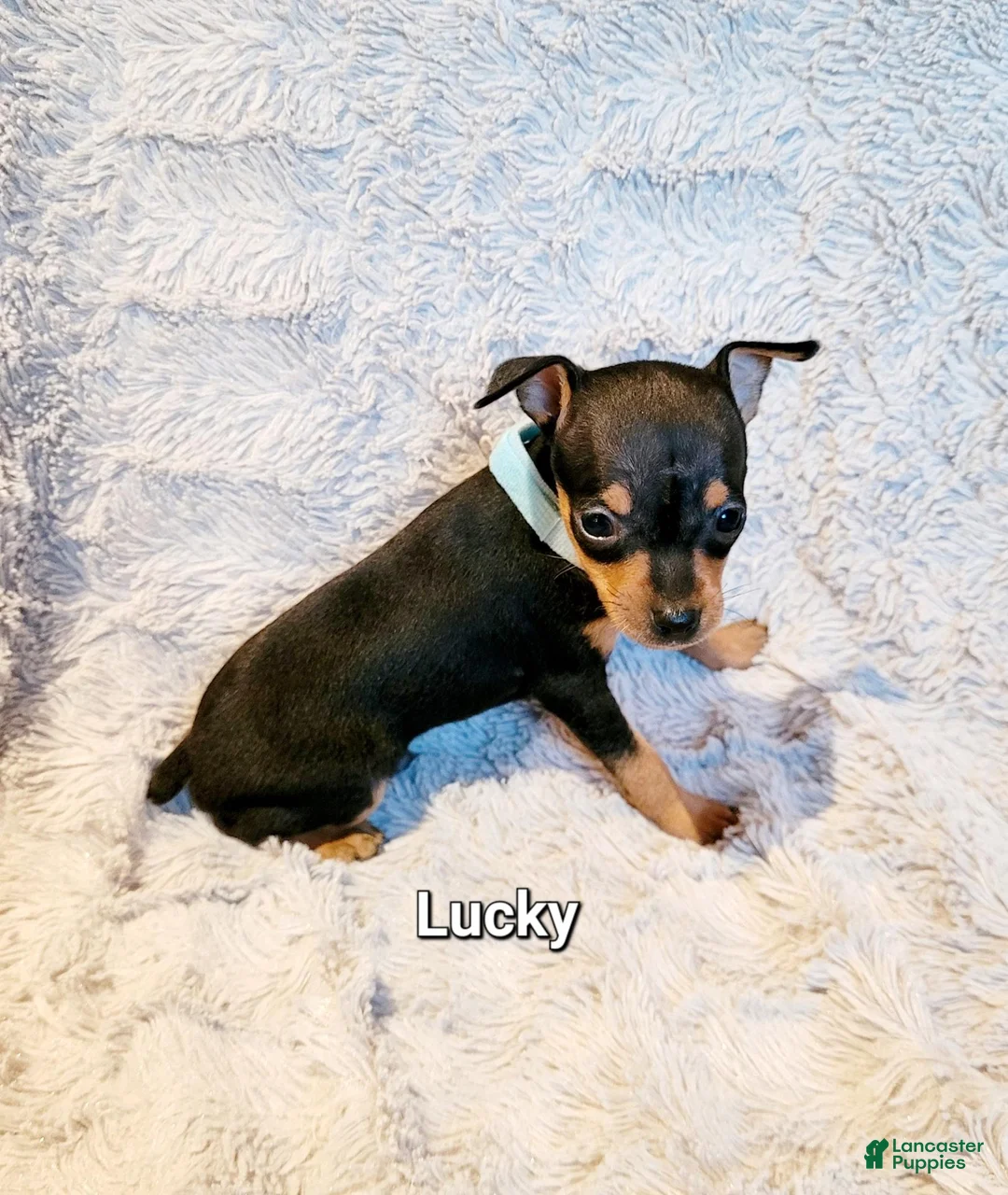 Miniature Pinscher dogs for sale: Lucky  - Ad 2