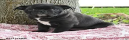 Mixed Breed dogs for sale: Helen - Ad 3