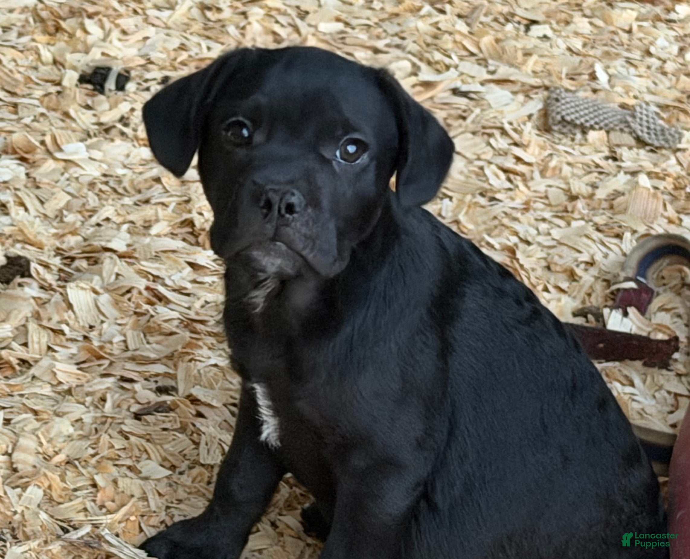 Mixed Breed dogs Solovyov (Sol) - Ad 18