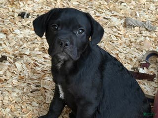 Mixed Breed dogs Solovyov (Sol) - Ad 18