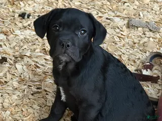 Mixed Breed dogs Solovyov (Sol) - Ad 42