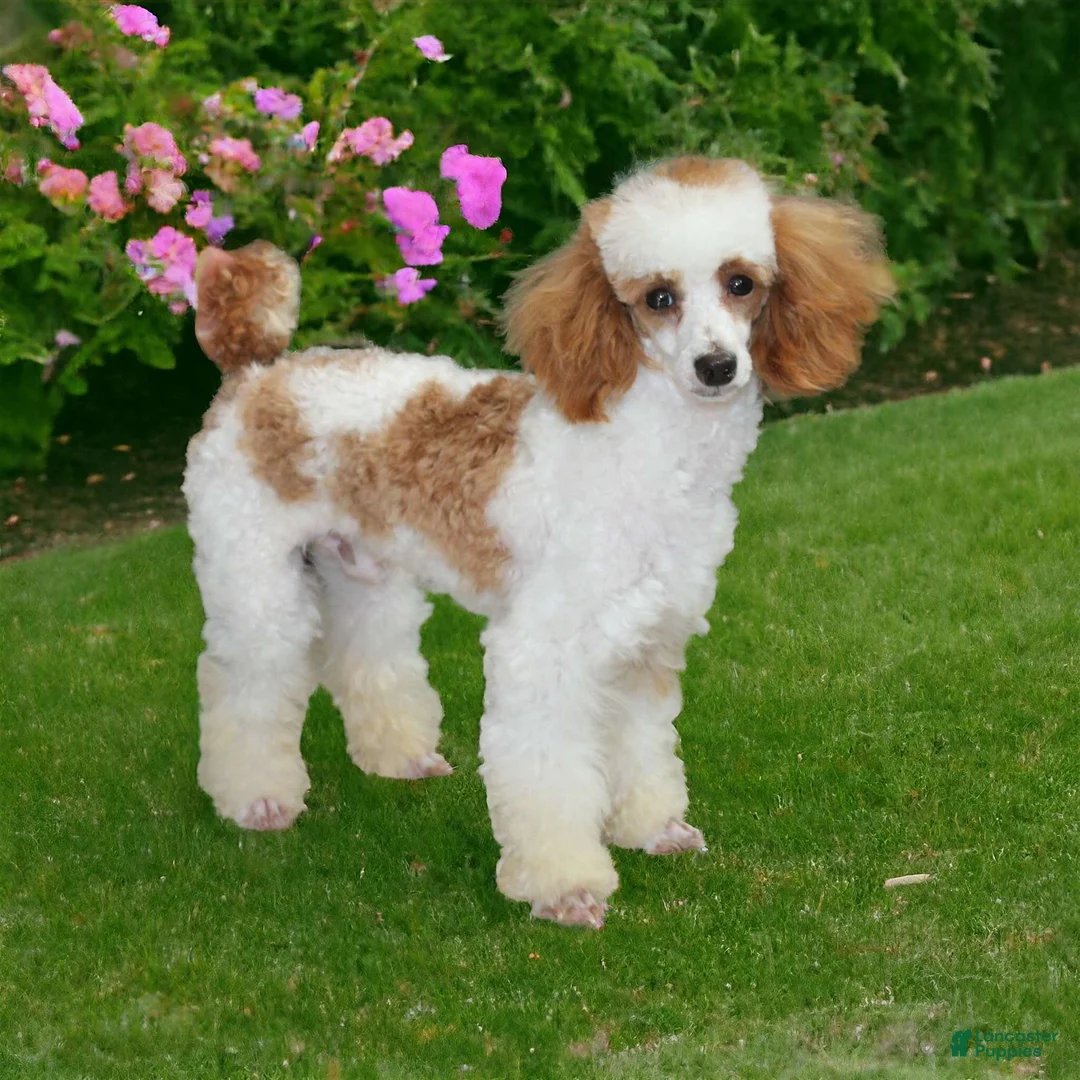 Cavapoo dogs for sale: Archie - Ad 4
