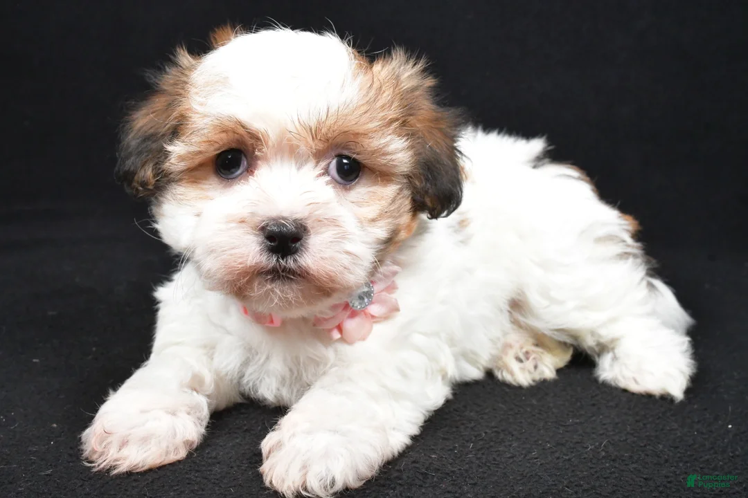 Havanese dogs for sale: Lori - Ad 2