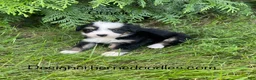 Mini Bernedoodle dogs for sale: Gracie  - Ad 4