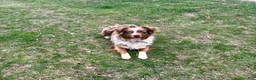Australian Shepherd dogs for sale: Australian Shepherd 7 - Ad 3