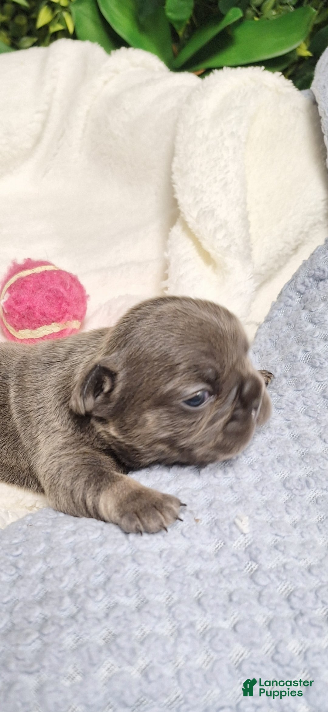 French Bulldog dogs for sale: Ms little  - Ad 6