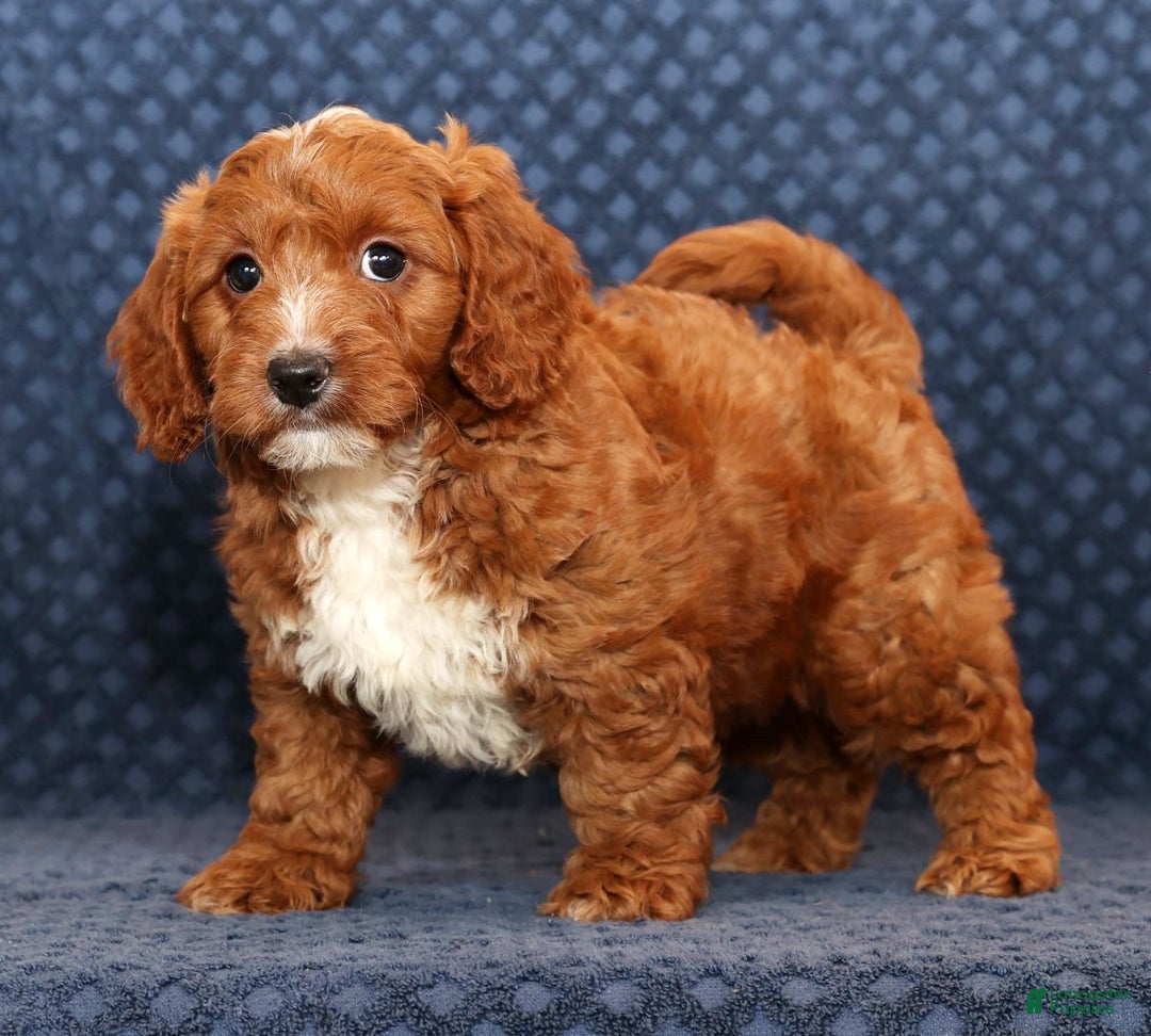 Mini Goldendoodle dogs for sale: Dolly - Ad 3