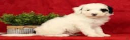 Mini Sheepadoodle dogs for sale: Buster - Ad 4