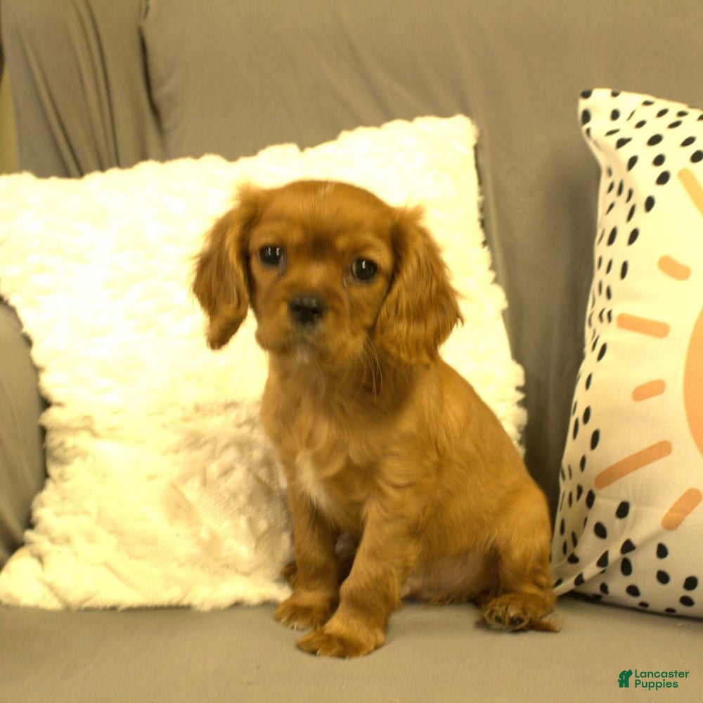 Cavalier King Charles Spaniel dogs Paul - Ad 4