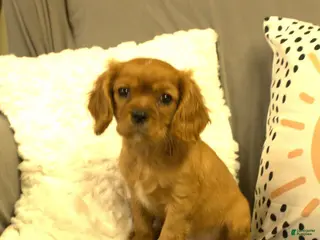 Cavalier King Charles Spaniel dogs Paul - Ad 4