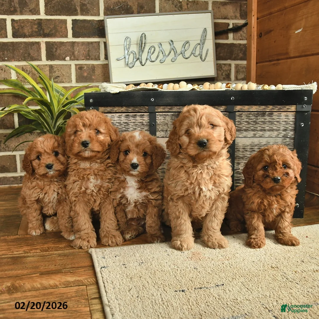 Mixed Breed dogs for sale: Olof  - Ad 5