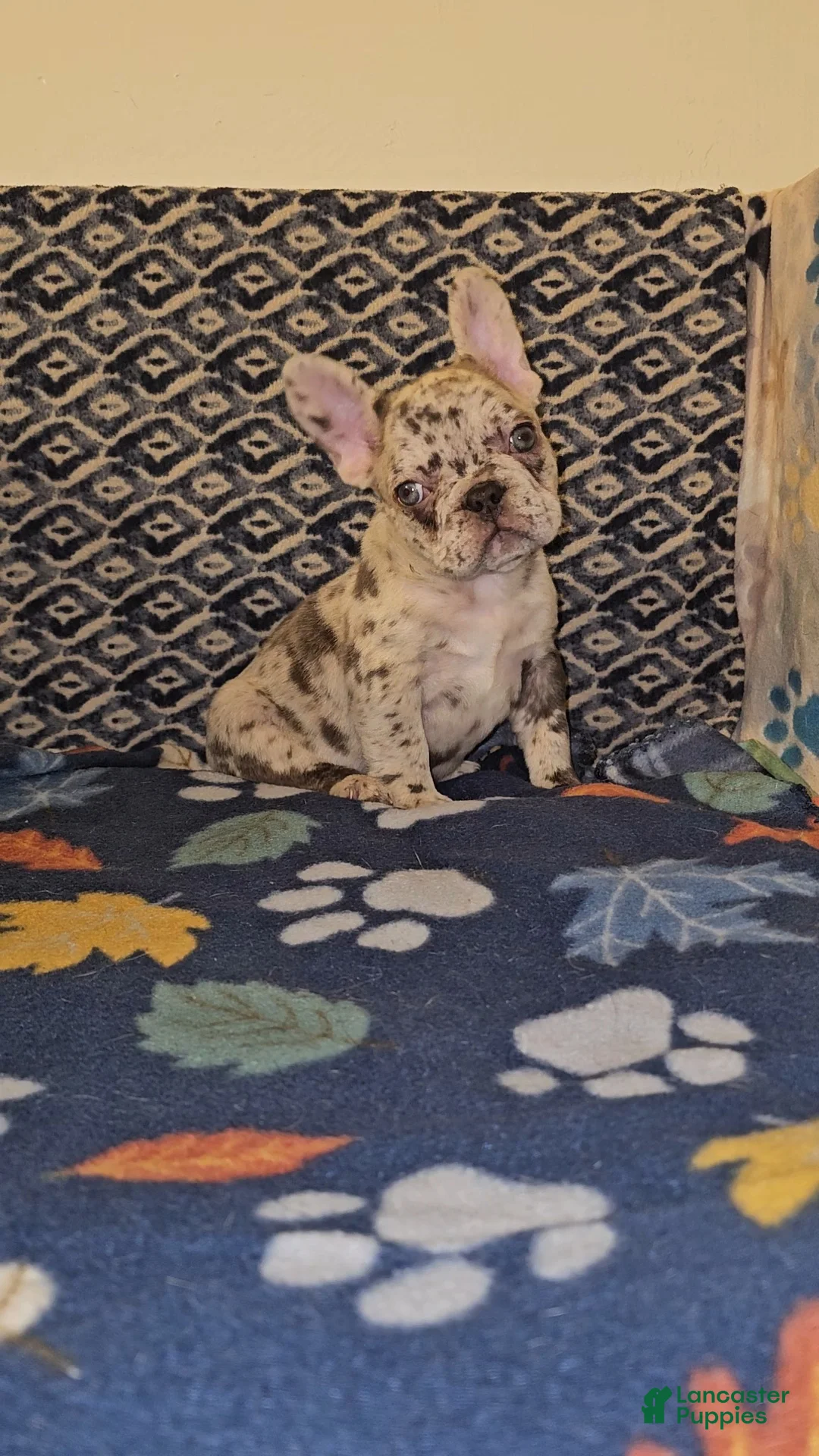 French Bulldog dogs for sale: French Bulldog Puppy 2 - Ad 1