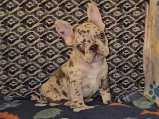 French Bulldog dogs French Bulldog Puppy 2 - Ad 31