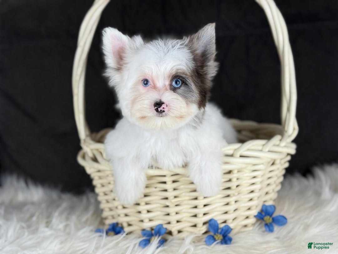Yorkshire Terrier dogs for sale: Spot 2 blue eyes - Ad 1