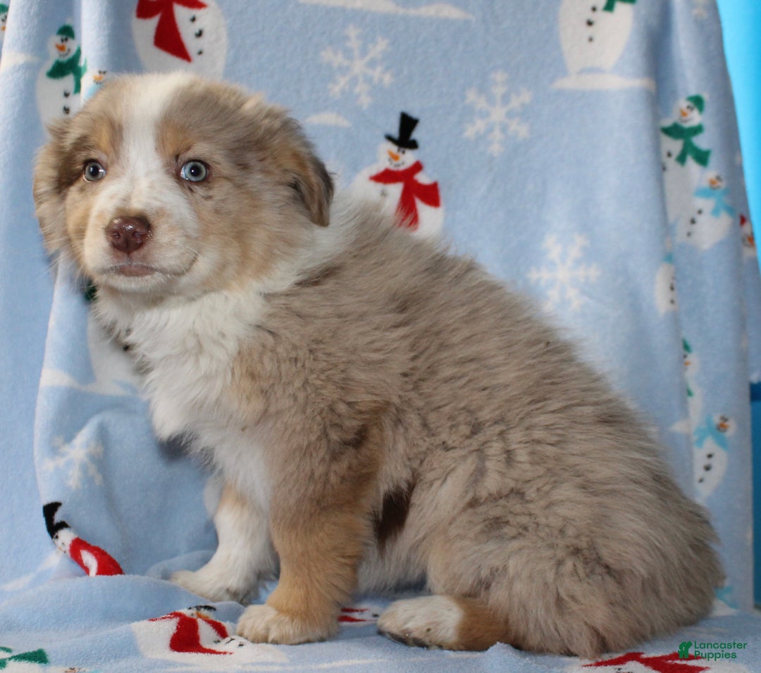 Australian Shepherd dogs for sale: Delilah - Ad 5