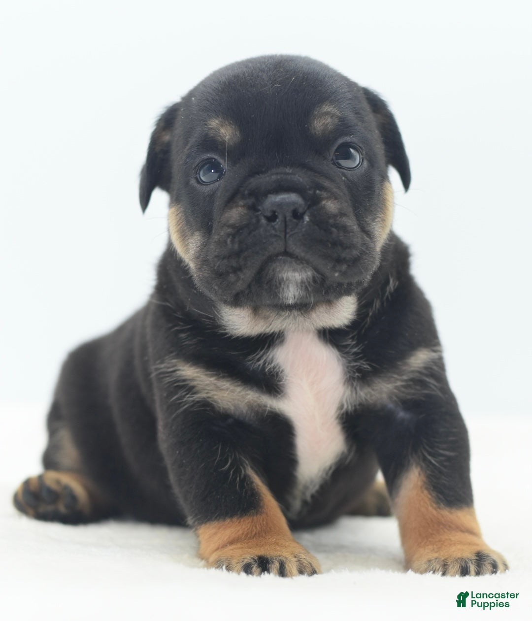 Mixed Breed dogs for sale: Knox tricolor bully puppy  - Ad 7