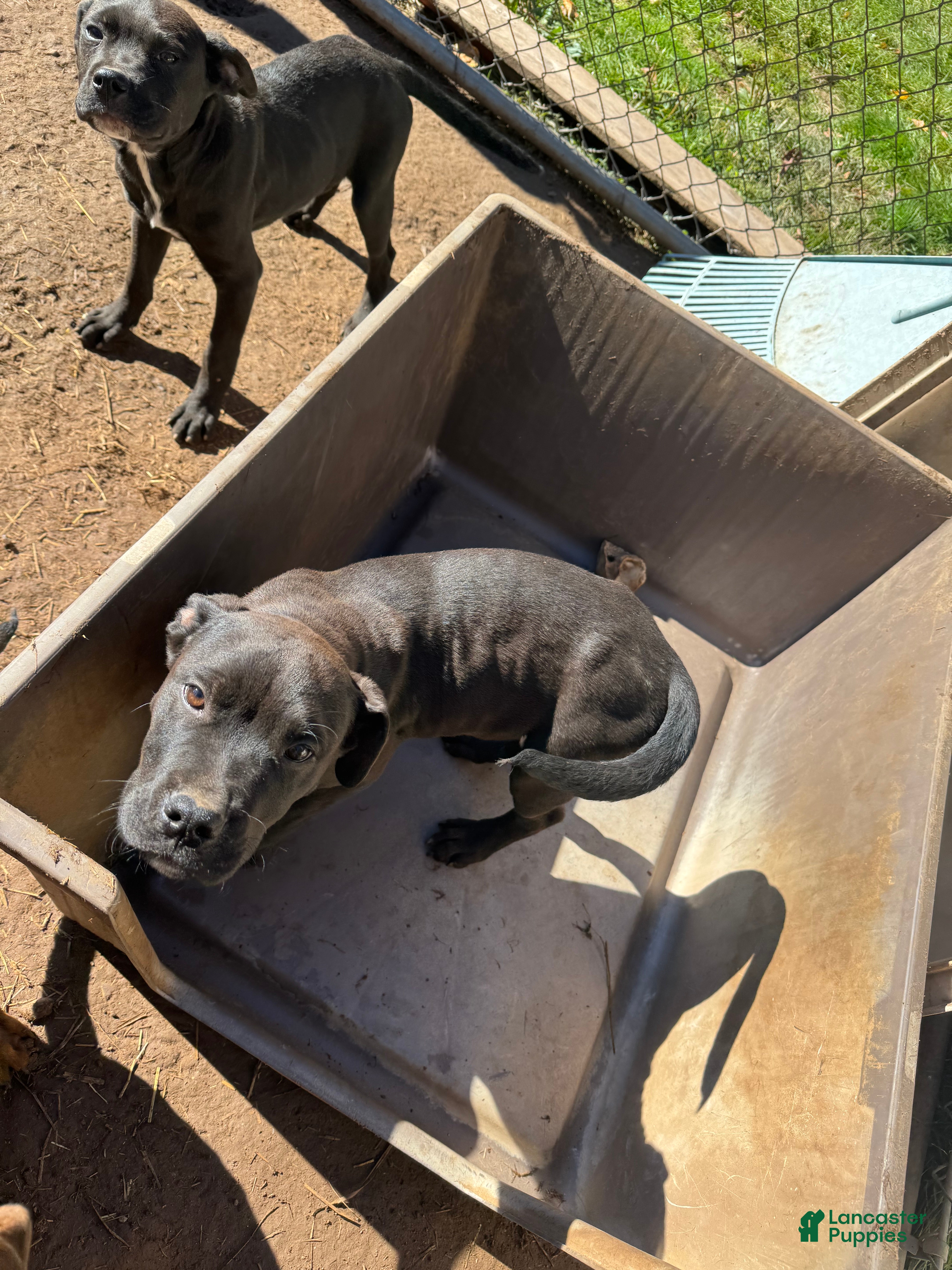 Mixed Breed dogs Mixed Breed Puppy 3 - Ad 17