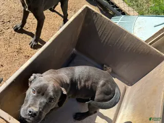 Mixed Breed dogs Mixed Breed Puppy 3 - Ad 9