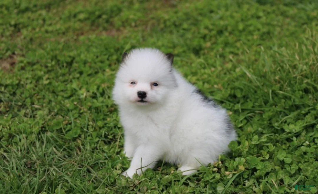Pomeranian dogs for sale: Cosmo  - Ad 2
