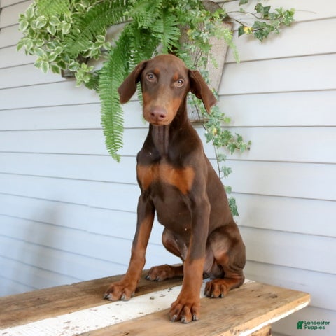 Doberman Pinscher dogs Winnie - Ad 2
