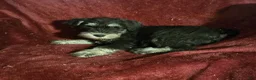Miniature Schnauzer dogs for sale: Miniature Schnauzer-Yellow collar-Male - Ad 1