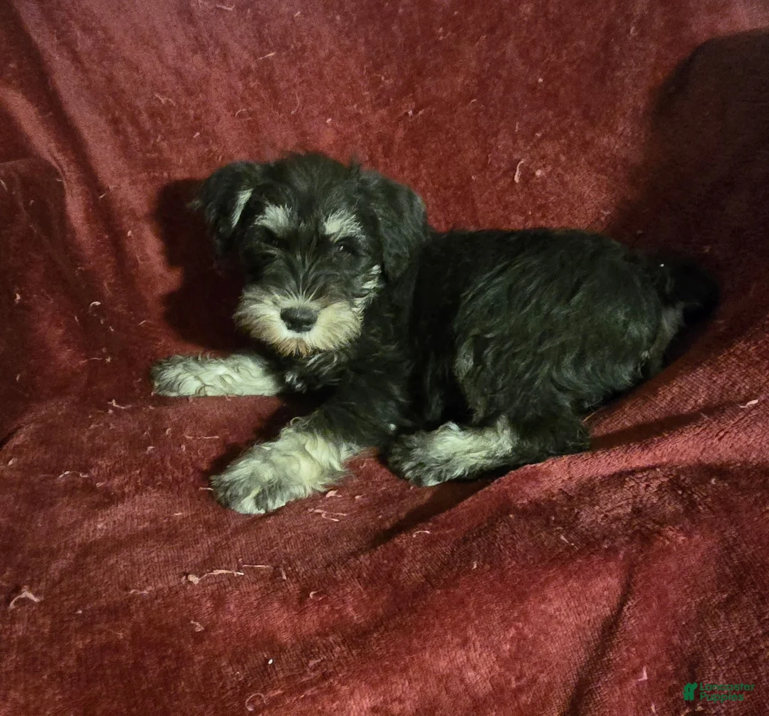 Miniature Schnauzer dogs for sale: Miniature Schnauzer-Yellow collar-Male - Ad 1