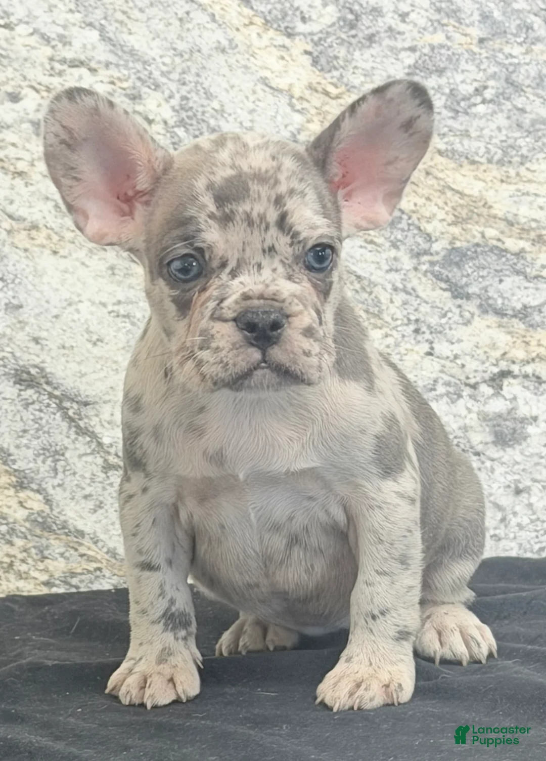 French Bulldog dogs for sale: Birdie Female AKC French Bulldog - Ad 5