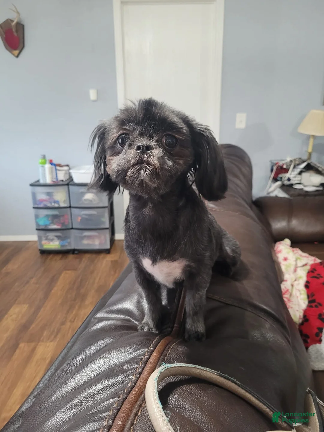 Shihpoo dogs for sale: Pearl - Ad 2