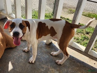 Mixed Breed dogs - Ad 3