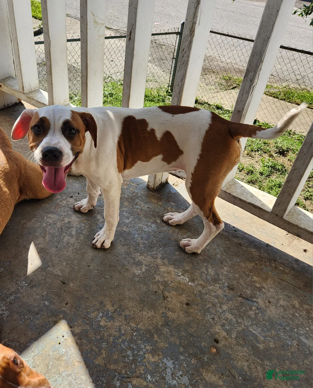 Mixed Breed dogs for sale: Lilly  - Ad 5