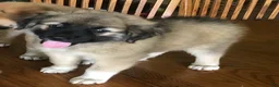 Mixed Breed dogs for sale: Sweetness $150 - Ad 1