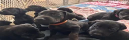 Mixed Breed dogs for sale: Slade - Ad 10