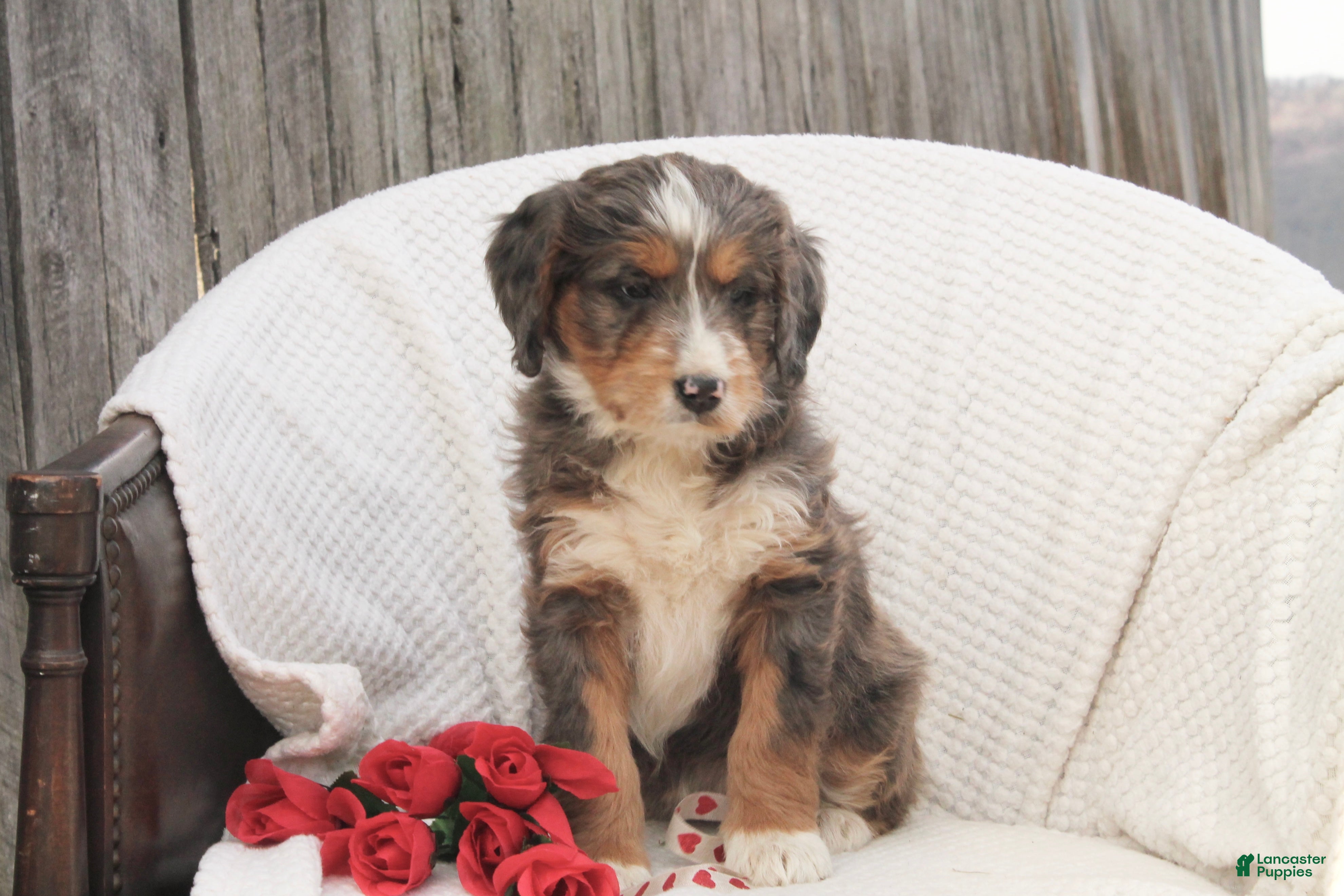 Bernedoodle dogs Noelle  - Ad 30