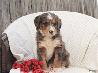 Bernedoodle dogs Noelle - Ad 30