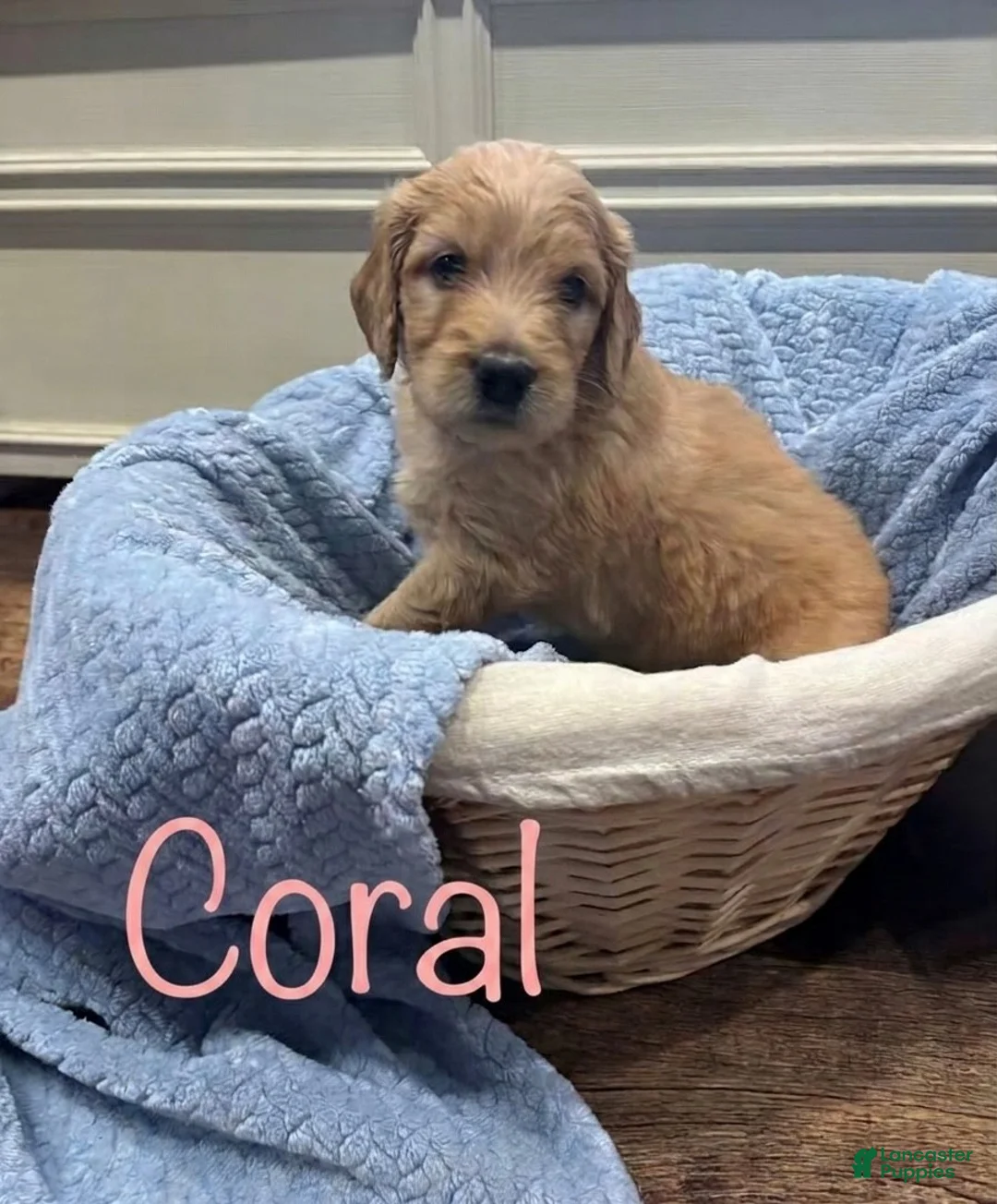Goldendoodle dogs for sale: Coral - Ad 1