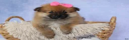 Pomeranian dogs for sale: Freya  - Ad 3