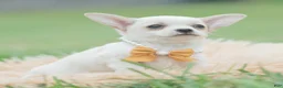 Chihuahua dogs for sale: Chachi - Ad 4