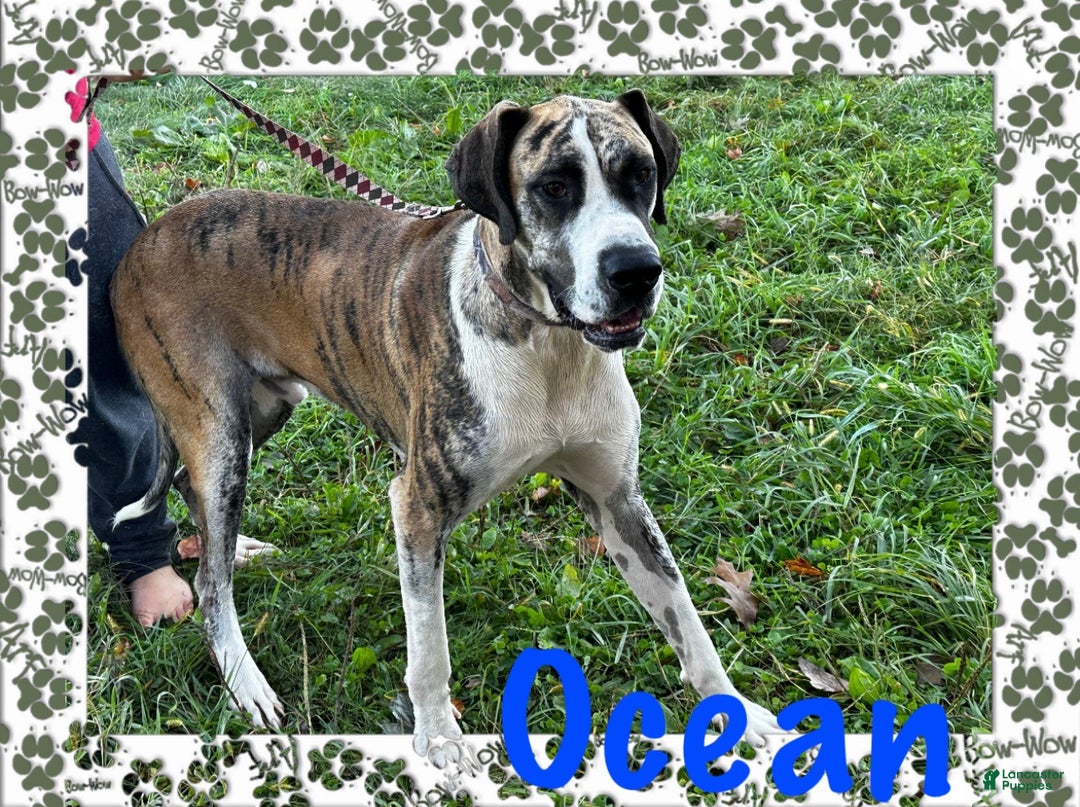 Great Dane dogs for sale: Mark - Ad 16