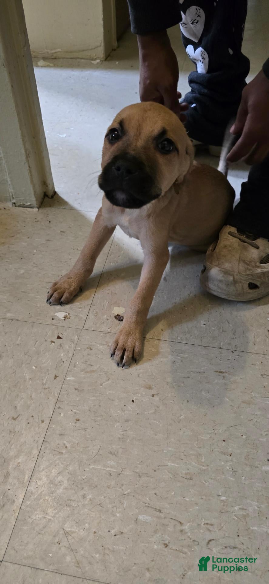 Mixed Breed dogs Mixed Breed 3 - Ad 38