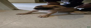 Mixed Breed 3