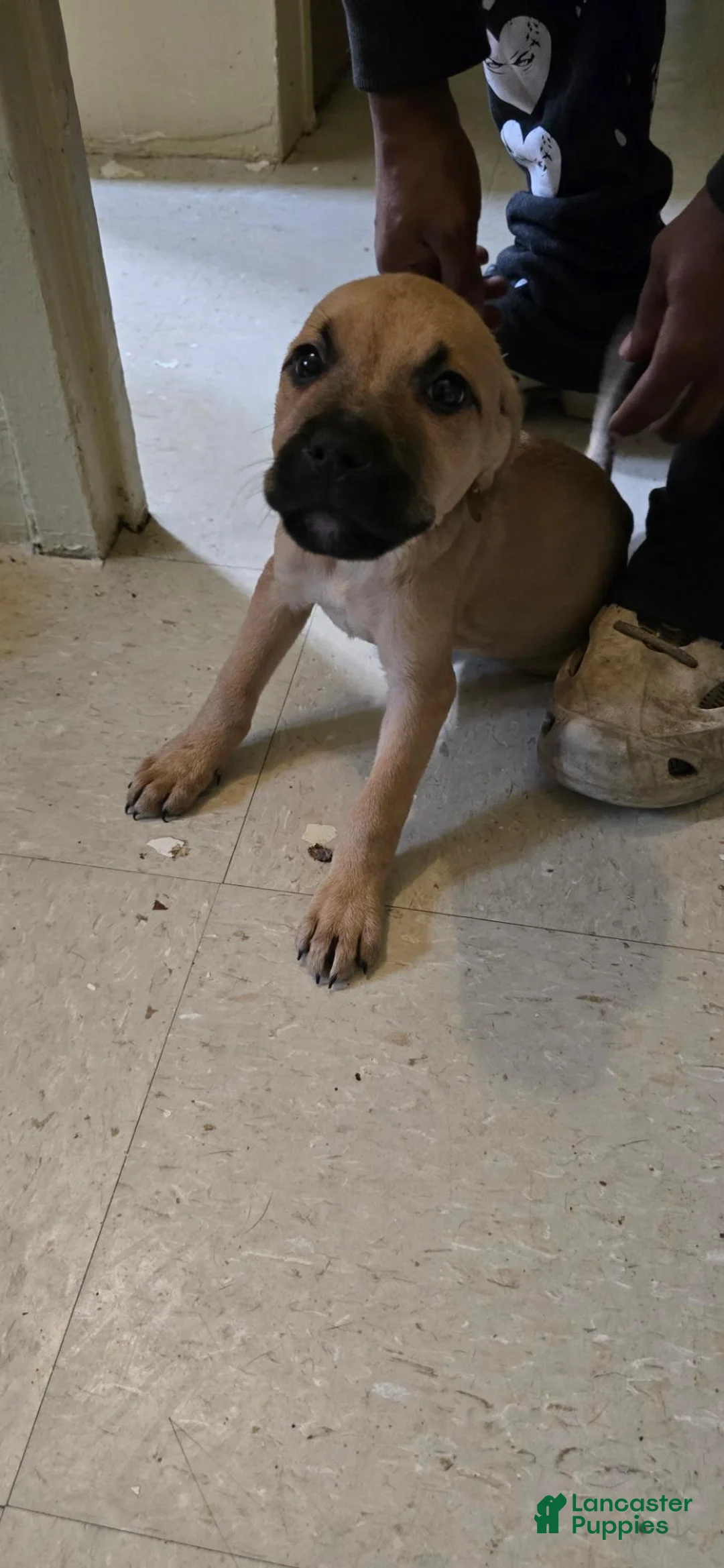 Mixed Breed dogs for sale: Mixed Breed 3 - Ad 1