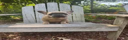 French Bulldog dogs for sale: French Bulldog 1 - Ad 3