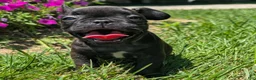 French Bulldog dogs for sale: French Toast - Ad 3